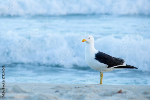 Seagull on Barra da Tijuca beach in Rio de Janeiro