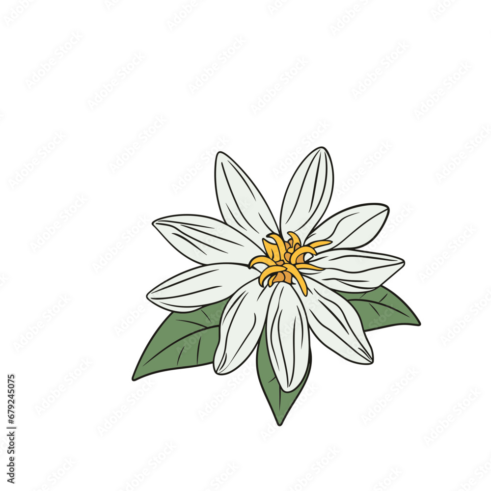 edelweiss isolated vector illustration