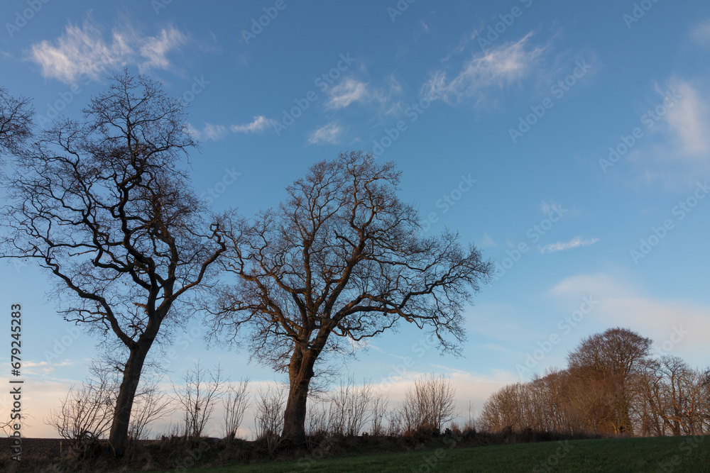Kahle Bäume mit Ästen auf Feld im WINTER: Kahle Bäume mit Ästen auf Feld im WINTER: