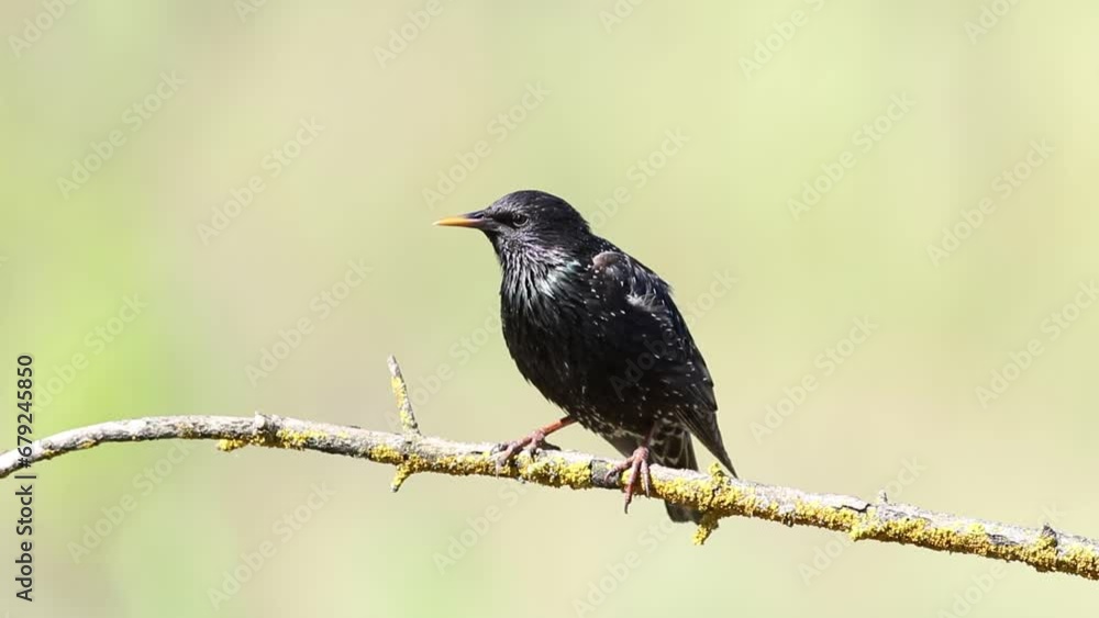 Common starling, Sturnus vulgaris. A bird sitting on a branch, looking, flat background Common starling, Sturnus vulgaris. A bird sitting on a branch, looking, flat background