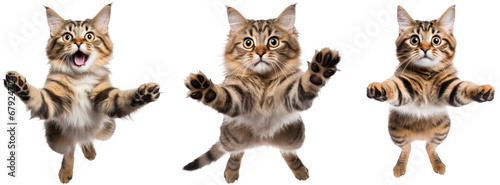 collection of happy playful cat jumping in air. cheerful cats playing isolated on transparent background