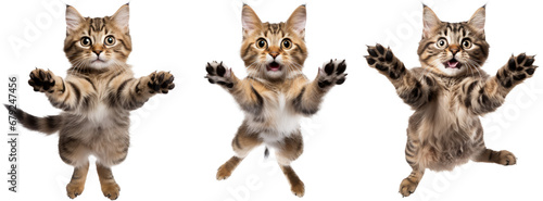 collection of happy playful cat jumping in air. cheerful cats playing isolated on transparent background photo