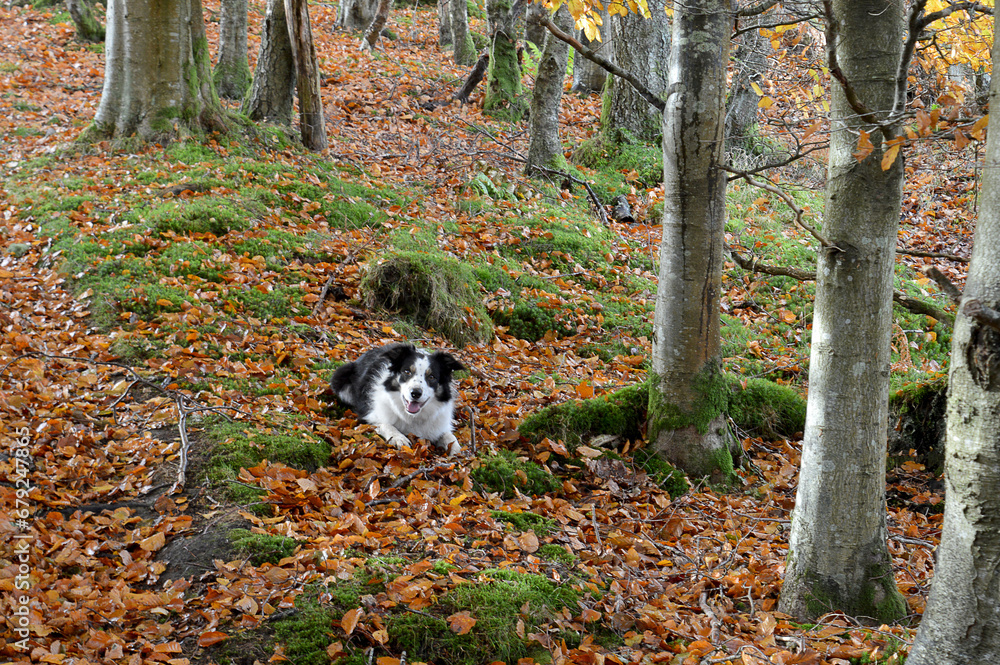 Border collie in Autumn leaves Border collie in Autumn leaves