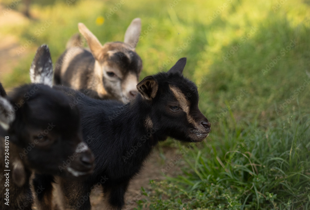Little cute baby goats stand on a green meadow close-up. Portrait in profile of a baby goat against a background of lush green grass. The baby goats look to the side with curiosity.