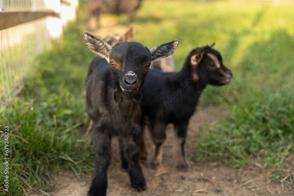 With ears pricked, a baby goat looks with interest at the camera against the backdrop of a fenced meadow. A cute little goat baby stands in the rays of the setting sun and watches with interest. With ears pricked, a baby goat looks with interest at the camera against the backdrop of a fenced meadow. A cute little goat baby stands in the rays of the setting sun and watches with interest.