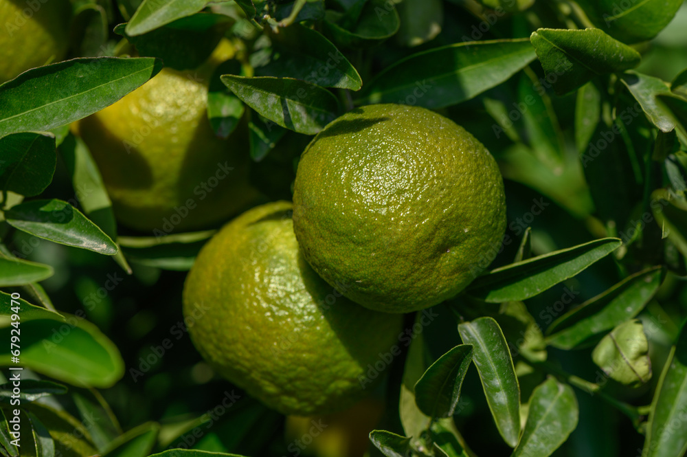 green oranges on tree branches in autumn in Cyprus