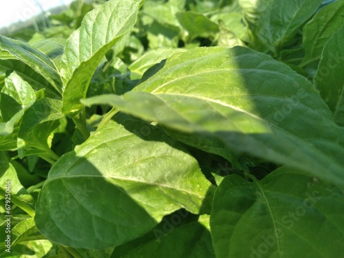 Wallpaper Mural eggplant tree leaves Torontodigital.ca