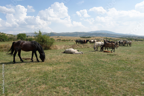 Wild horses in nature, landscape with a herd of wild horses