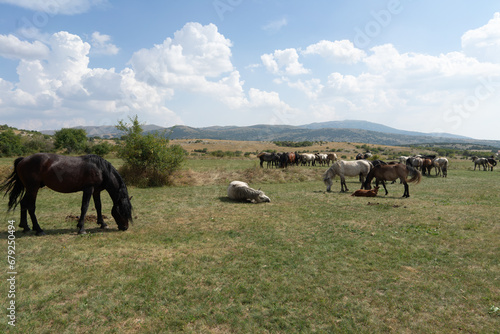 Wild horses in nature, landscape with a herd of wild horses
