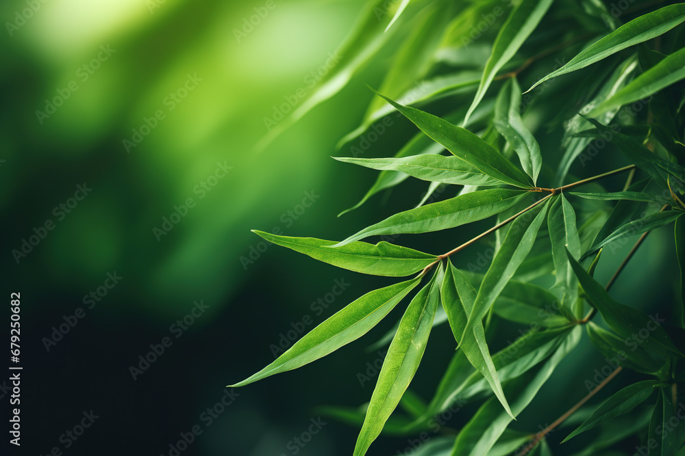Green forest bamboo macro as background, with empty copy space Green forest bamboo macro as background, with empty copy space