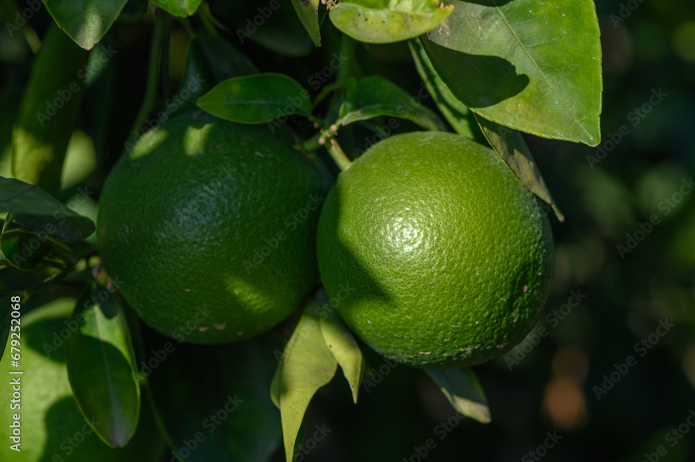green oranges on tree branches in autumn in Cyprus 2