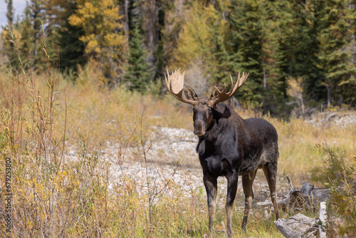 Bull Moose During the Rut in Autumn in Wyoming © natureguy