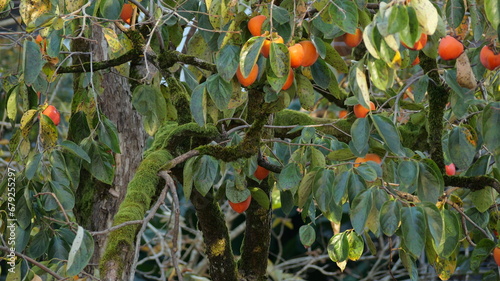 ripe persimmon berries on the tree