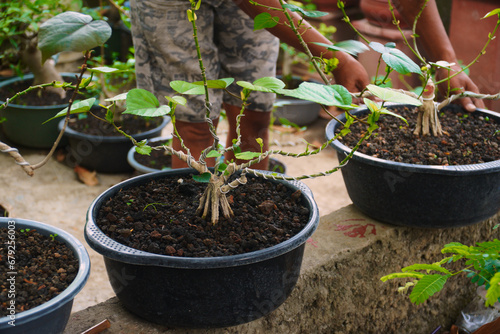 Bonsai tree Hibiscus tiliaceus L photo