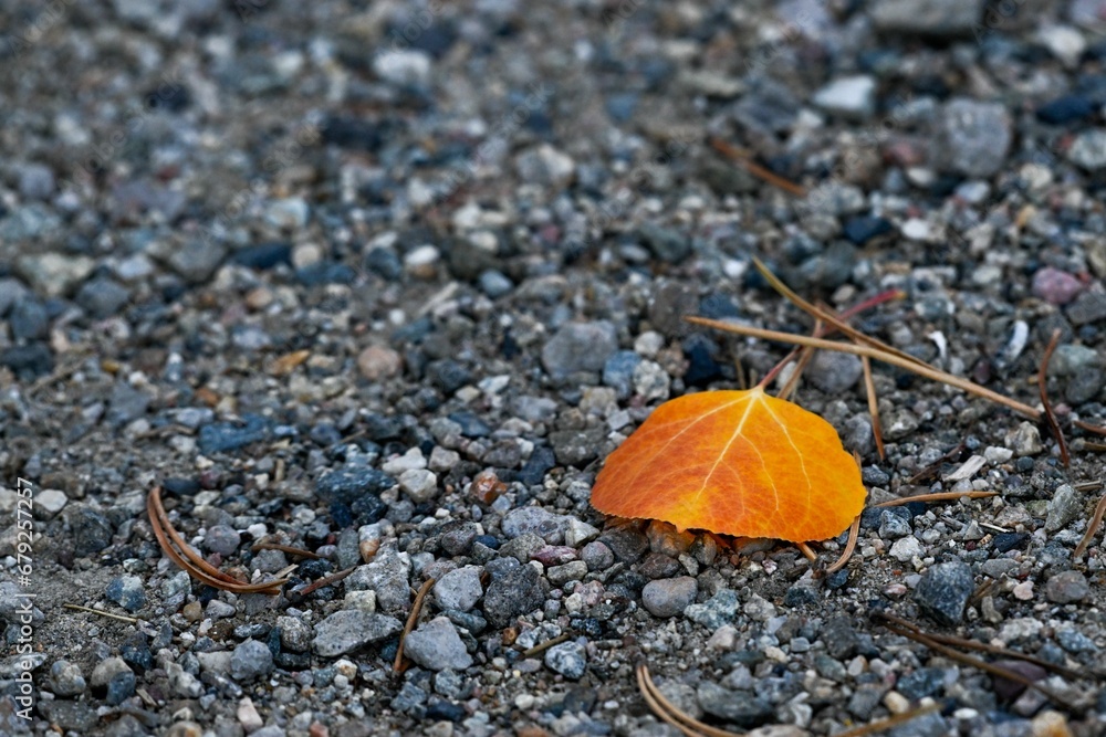 a leaf on the ground with some trees behind it in the foreground a leaf on the ground with some trees behind it in the foreground