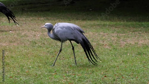 The Blue Crane, Grus paradisea, is an endangered bird specie endemic to Southern Africa. It is the national bird of South Africa photo