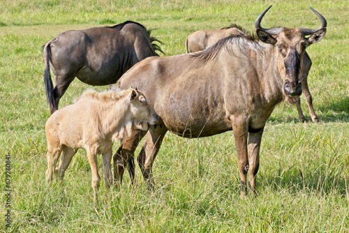 Female golden wildebeest with her calf