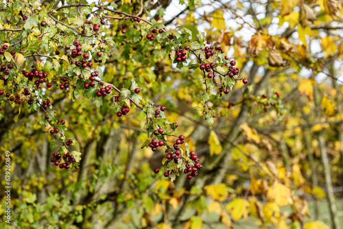 Beeren des Weißdorns dienen den Vögeln als Futter