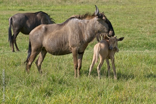 Female golden wildebeest with her calf