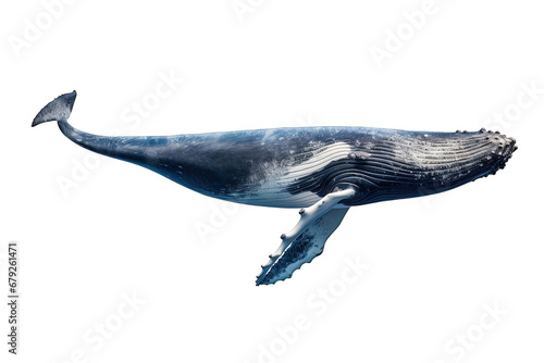Whale Isolated