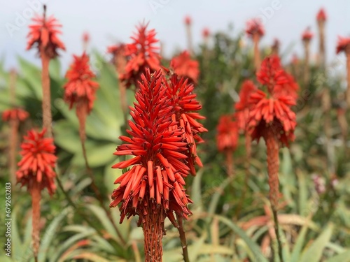 Vibrant red Aloe arborescens flowers in bloom with lush green foliage in the background