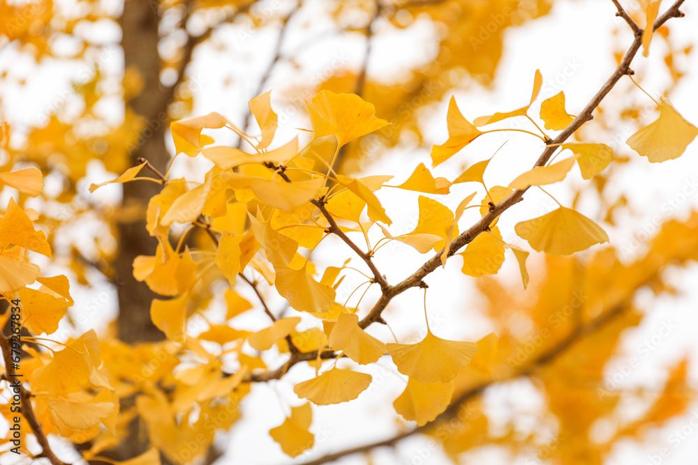 Vibrant fall leaves carpeting the forest floor with sunlight filtering through trees in an autumnal scene Vibrant fall leaves carpeting the forest floor with sunlight filtering through trees in an autumnal scene