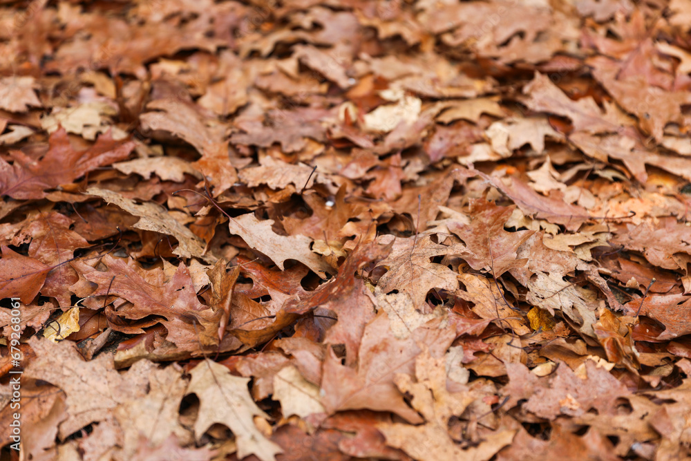 Vibrant fall leaves carpeting the forest floor with sunlight filtering through trees in an autumnal scene Vibrant fall leaves carpeting the forest floor with sunlight filtering through trees in an autumnal scene