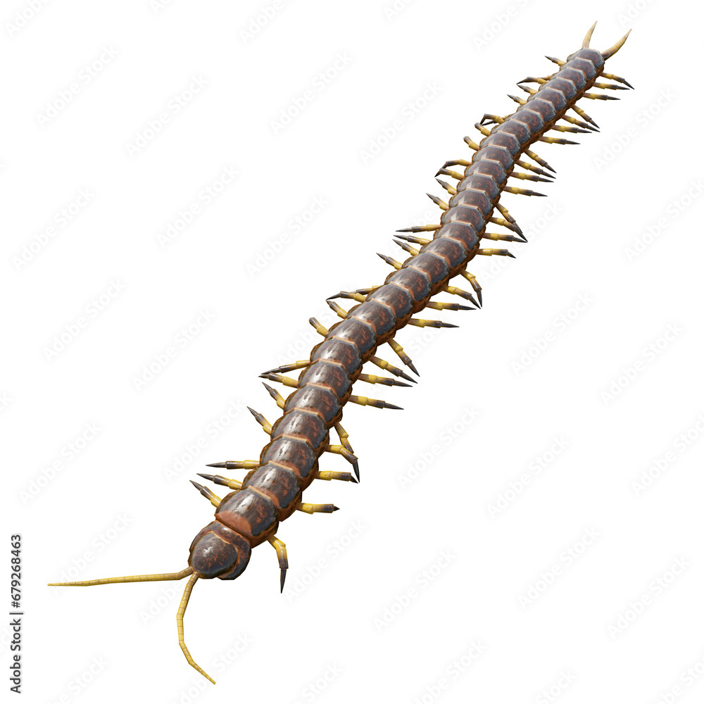 Obraz premium centipedes on white background