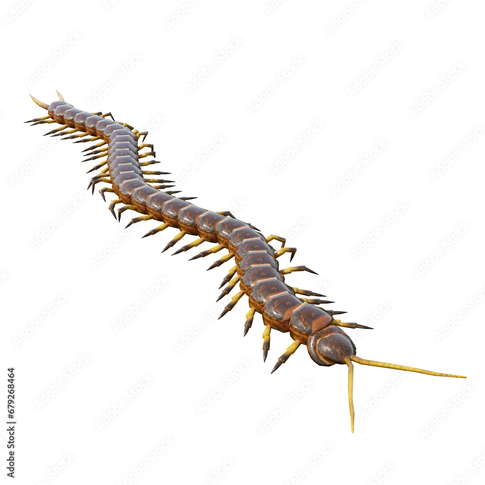 Fototapeta premium centipedes on white background