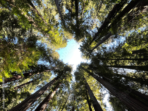 Upward view in the middle of the Redwood Forest © beeesfotos