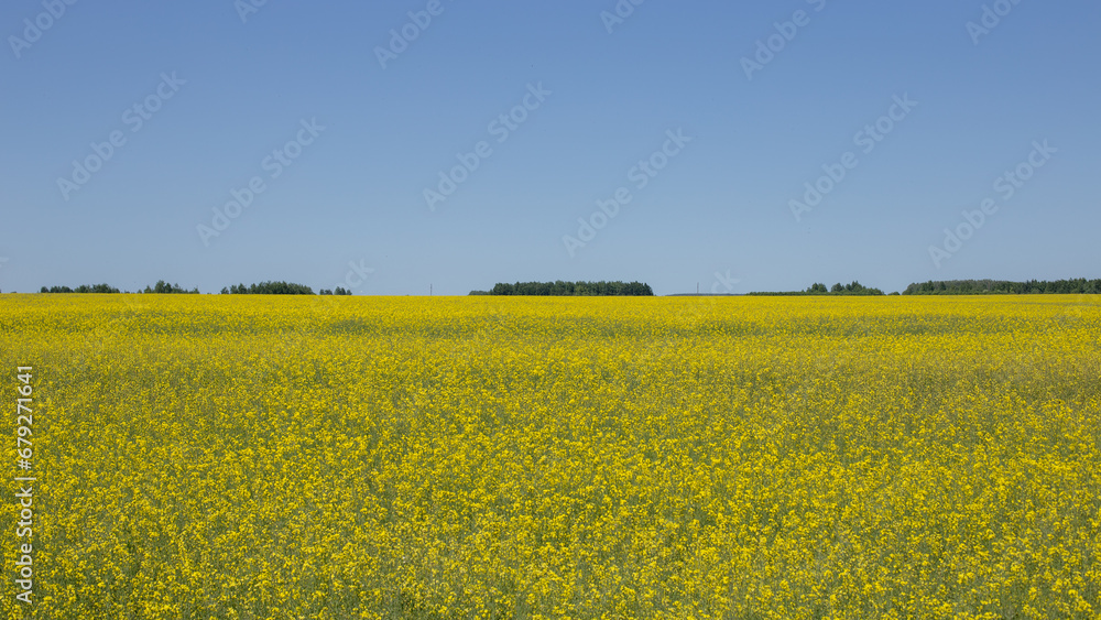 Rapeseed field in spring, yellow flowers under a clear and blue sky Rapeseed field in spring, yellow flowers under a clear and blue sky
