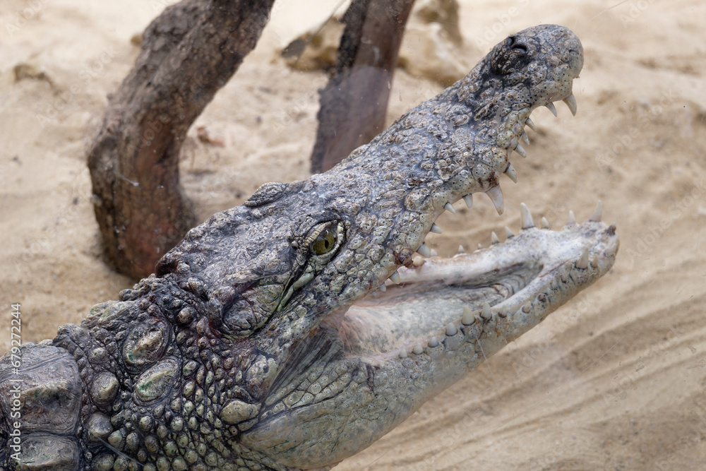 Obraz premium Crocodylidae. A big and dangerous crocodile looking at you above the sand of a zoo reptile. He shows his teeth with his huge open mouth.