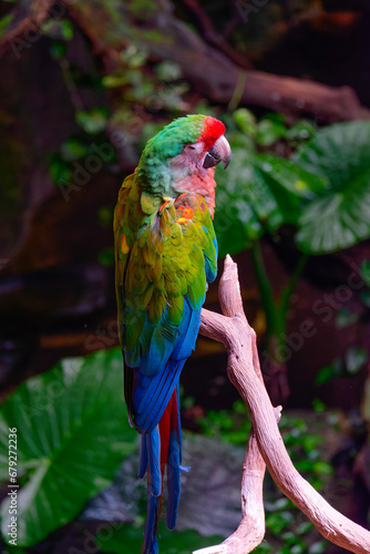 Portrait of a beautiful red and green macaw , ara chloropterus, a large parrot native to central and South America, sitting on a wooden perch in a jungle setting.