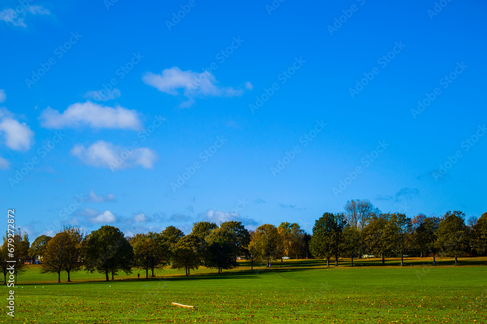 Fototapeta premium Trees