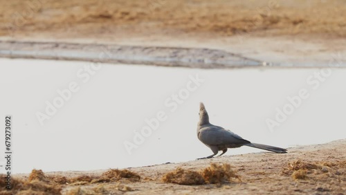 Close-Up of a Grey Go-Away-Bird (Corythaixoides concolor) in the Savannah photo