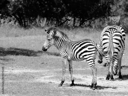 a number of zebras walking on a field near each other