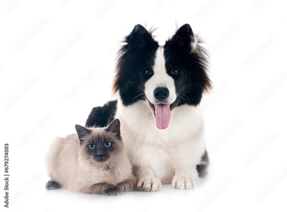 young Yakutian Laika and siamese cat young Yakutian Laika and siamese cat