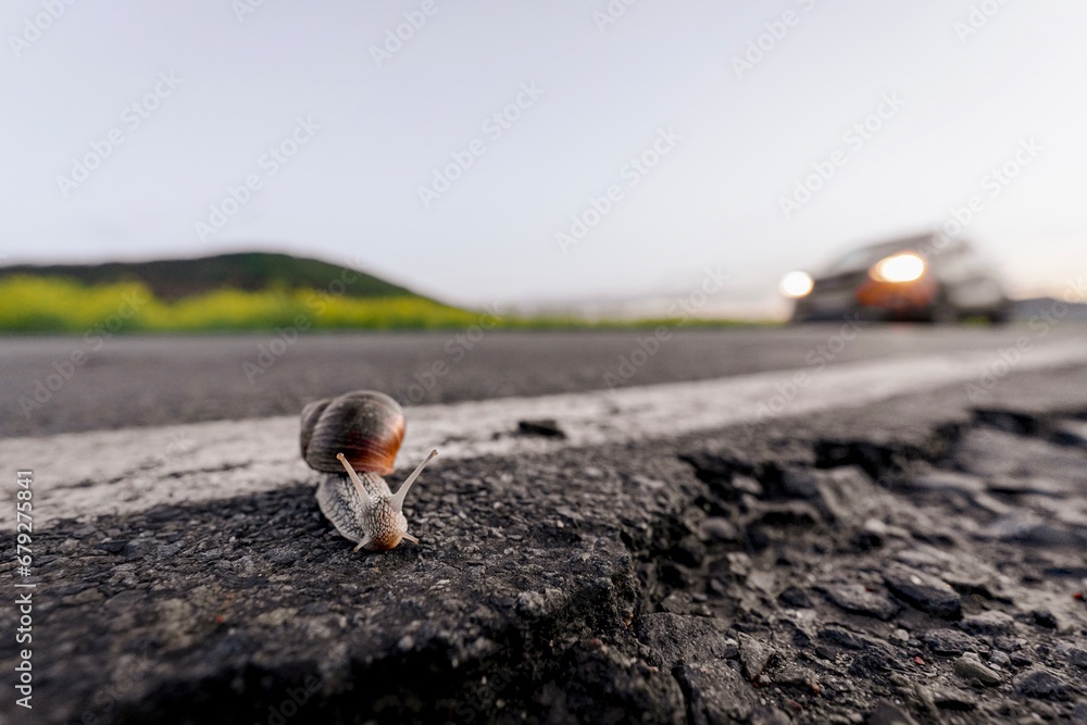Leben am Limit. Eine Weinbergschnecke überquert eine Straße. Im Hintergrund nähert sich ein Auto.