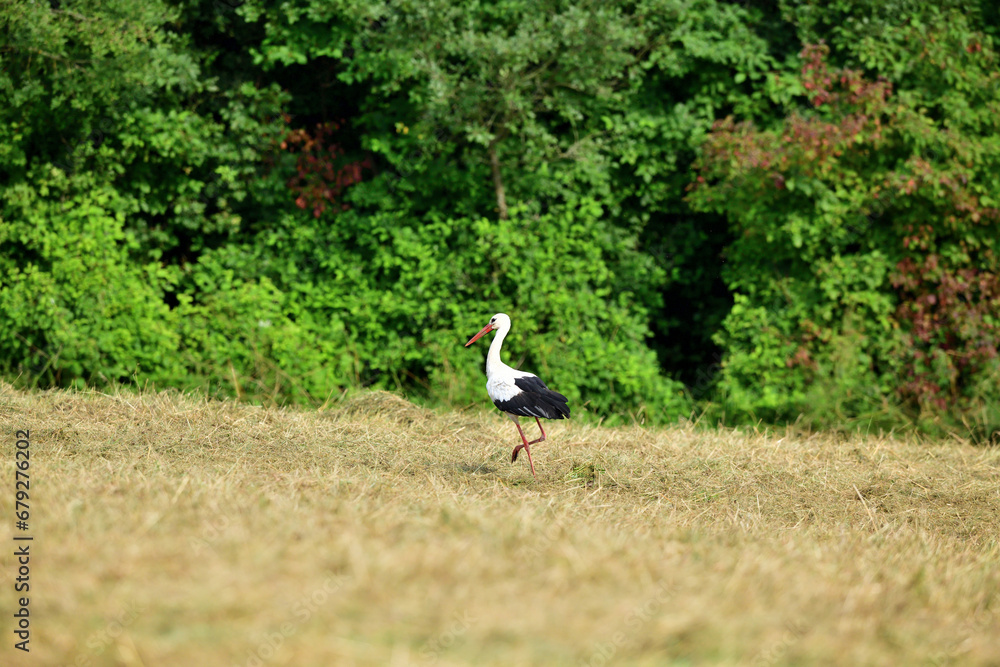 The white stork walks along the mowed meadow in the summer