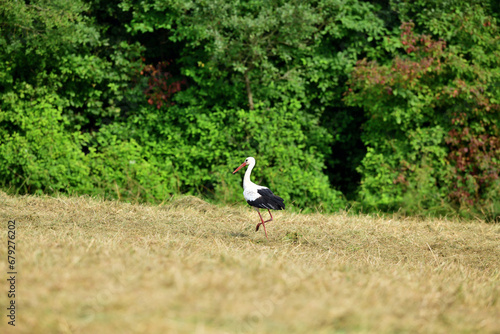 Obraz na płótnie The white stork walks along the mowed meadow in the summer w salonie