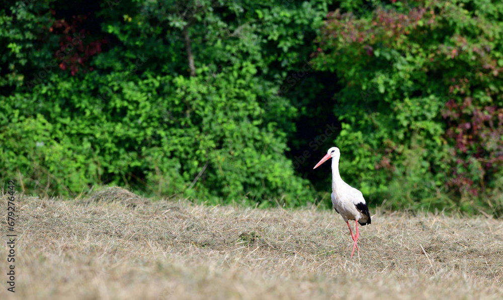 The white stork goes through and hunts food on the meadow in the summer