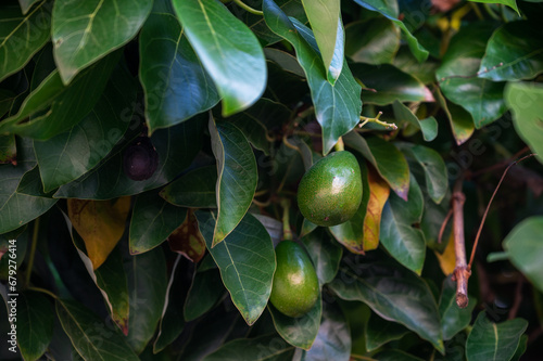 Avocado fruits on a Avocado...