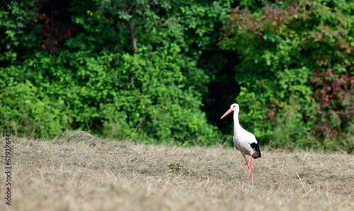 Obraz na płótnie The white stork goes through and hunts food on the meadow in the summer w salonie