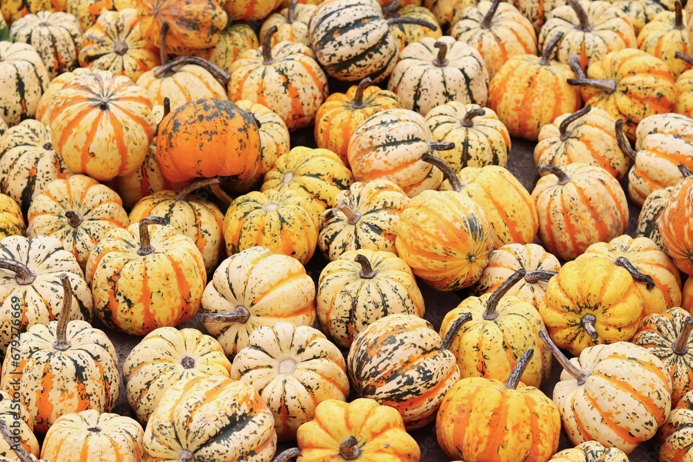 mini pumpkins in yellow tones with dark stripes placed next to each other on the  ground