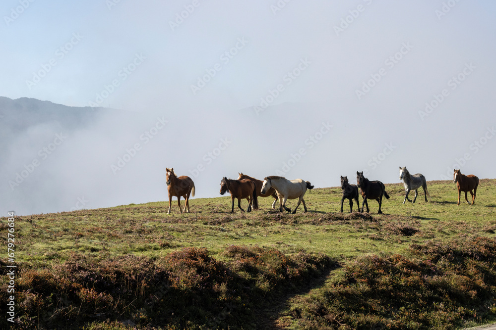 Obraz premium horses in freedom in the Asturian mountains