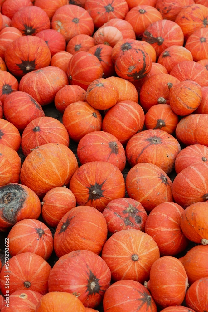 a bunch of orange mini pumpkins with stripes and dark spots and one rotten pumpkin among them a bunch of orange mini pumpkins with stripes and dark spots and one rotten pumpkin among them