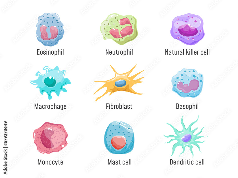 Cells lymphocyte. Immune system human anatomy, blood cell or leukocytes nk fibroblast macrophage Eosinophil Neutrophil Basophil and Dendritic, cartoon set exact png illustration - obrazy, fototapety, plakaty 