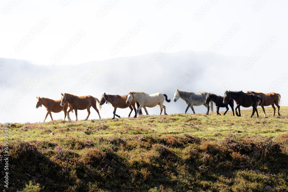 Fototapeta premium horses in freedom in the Asturian mountains