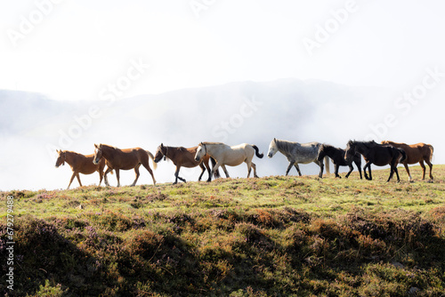 horses in freedom in the Asturian mountains