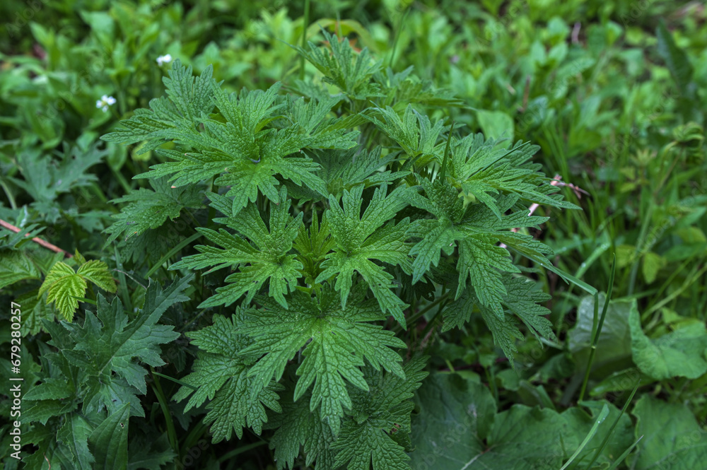 Leonurus japonicus plant Natural beauty. Leonurus japonicus plant Natural beauty.